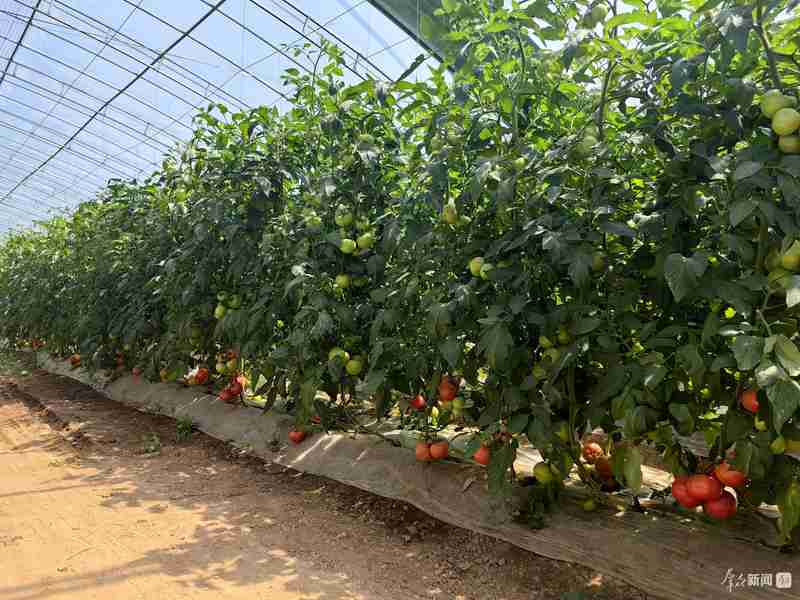  春日田园生机盎然；技术创新驱动变革；生态路径引领未来——西安“三部曲”重塑农业竞争力。 文化旅游