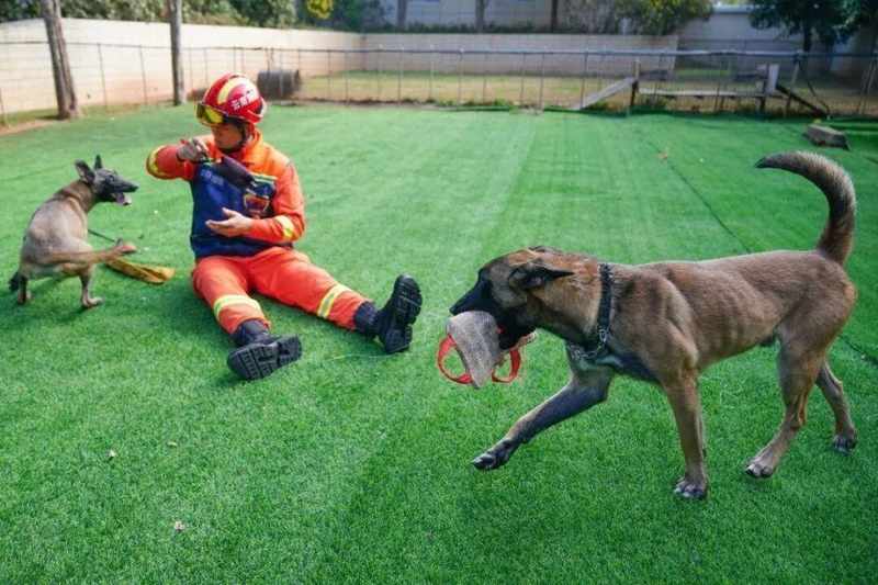  宠物走失引发纠纷，高额寻宠服务引争议；猫咪室内现身，主人质疑合同公平。 情感心理 宠物走失引发纠纷，高额寻宠服务引争议；猫咪室内现身，主人质疑合同公平。 情感心理