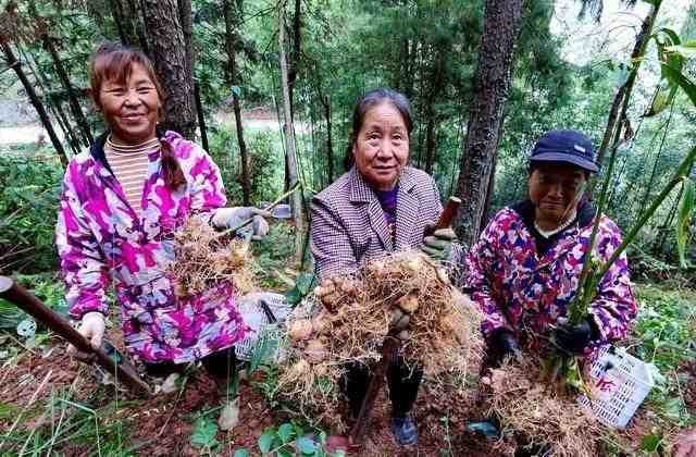 黄精产业链技术解码:从育种到全球市场的全链条创新方法论 新闻
